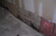 Mold remediation 1