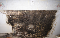 Mold remediation 2